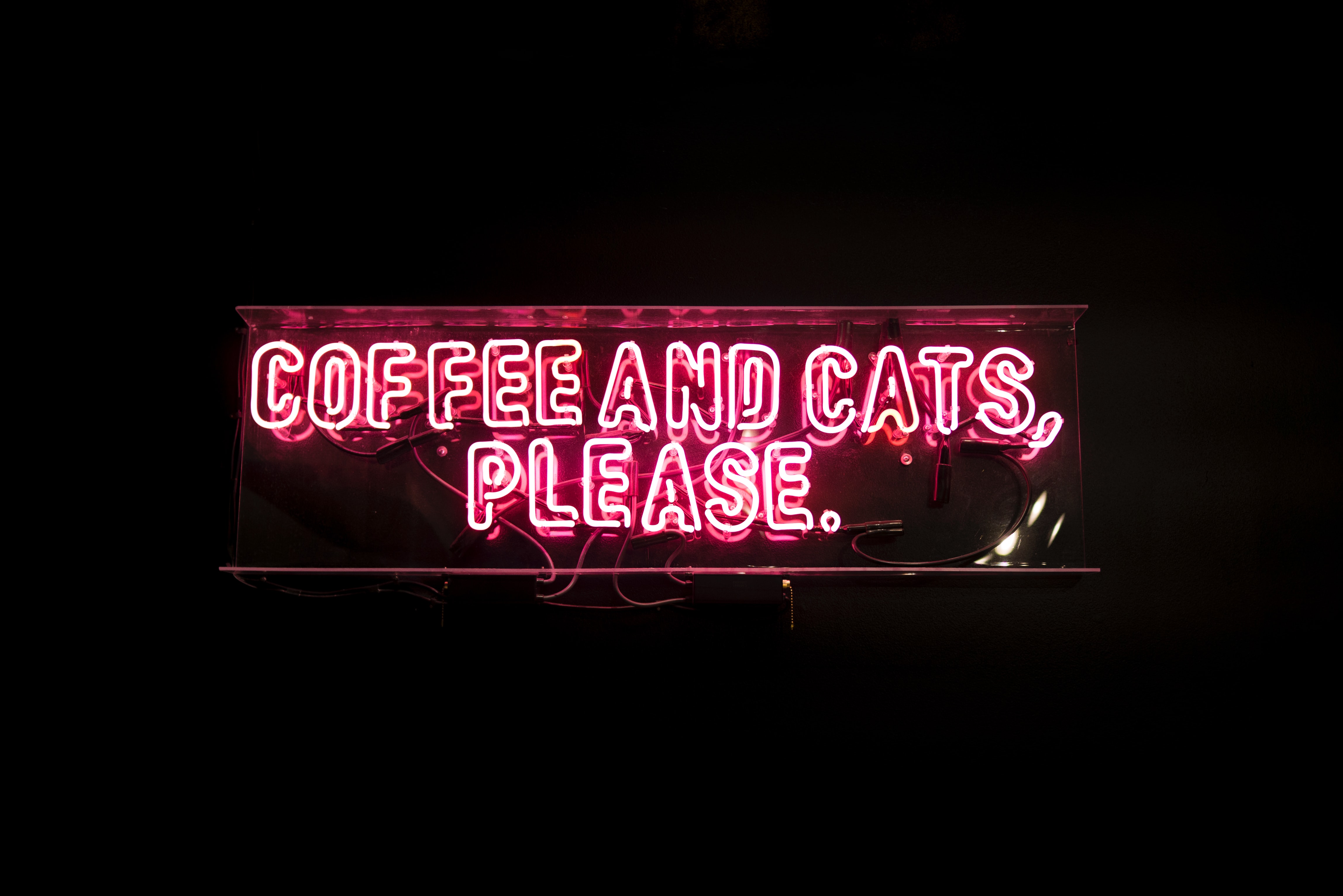 Kaffee mit Katzen: Wie man ein Unternehmen gründet