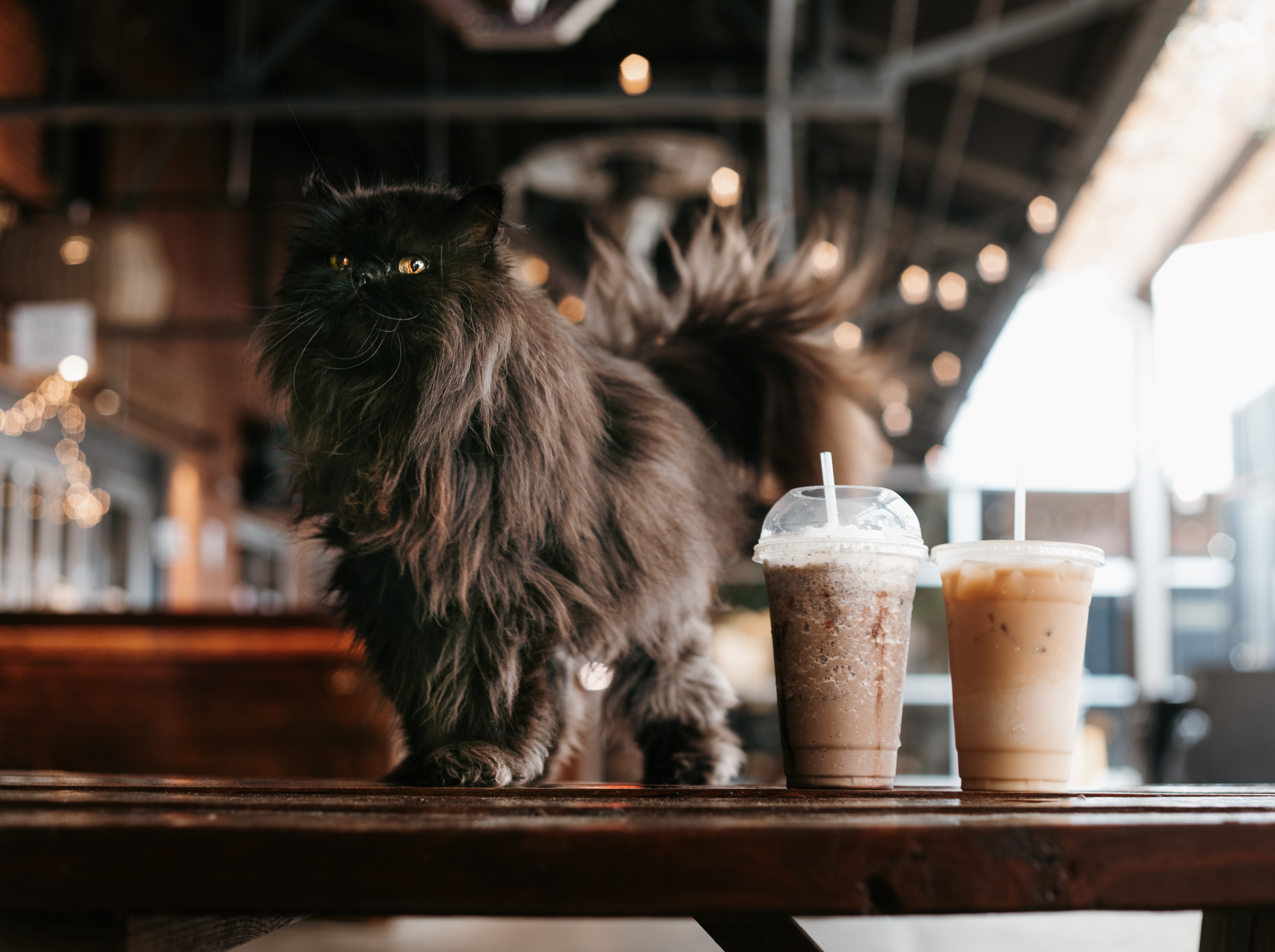 How to help cats find a home How cat cafés help cats find homes