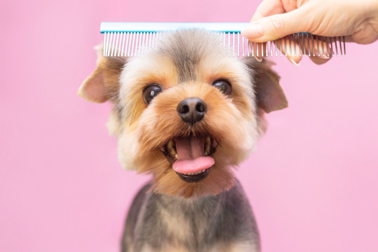 Appointment software for pet grooming salon